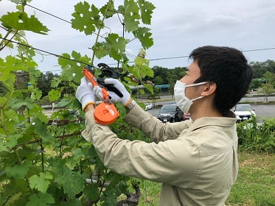 写真：尾関かさね